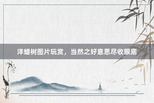洋蜡树图片玩赏，当然之好意思尽收眼底